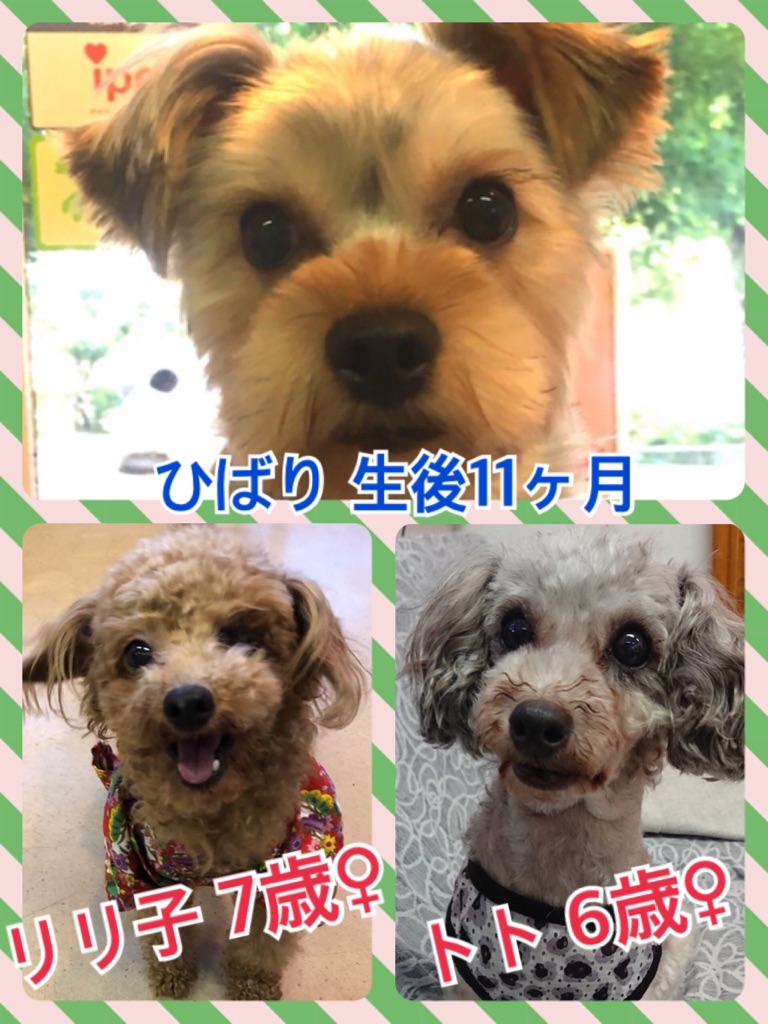 🐾今日の里親様募集中ワンコ🐶メンバー🐾2018,7,23